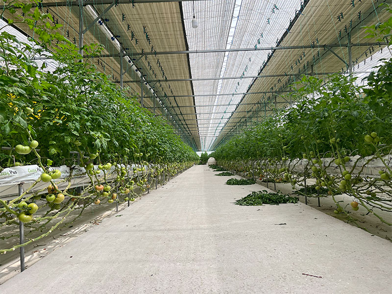 plastic film greenhouse