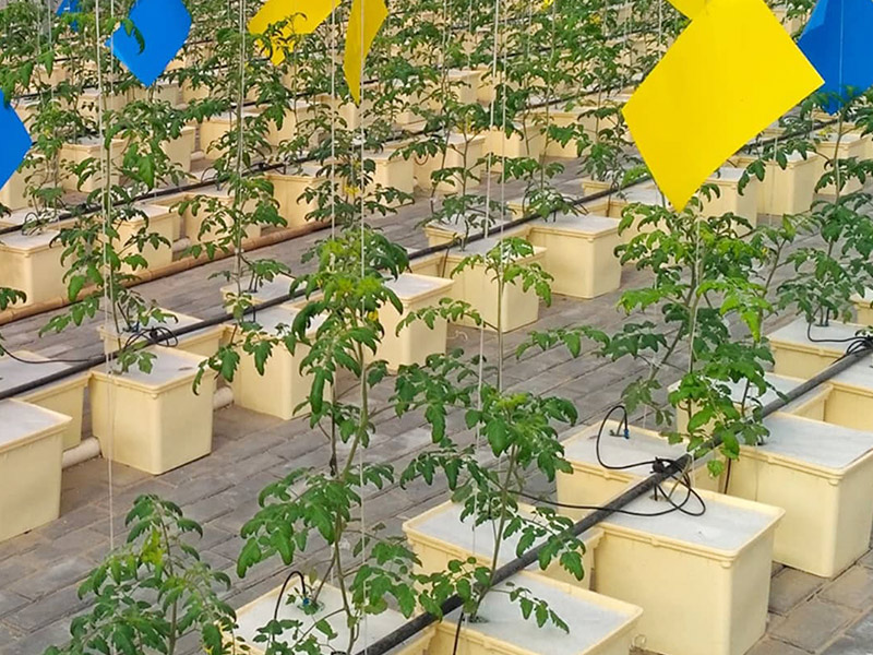 Intelligent Glass Greenhouse