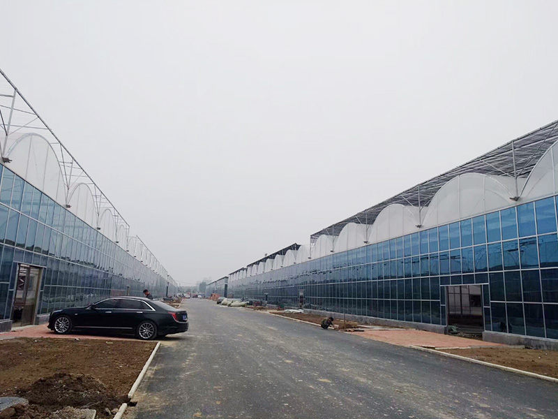 Multispan Polycarboante Sheet Greenhouse